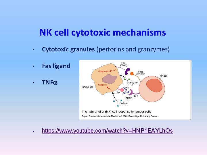 NK cell cytotoxic mechanisms • Cytotoxic granules (perforins and granzymes) • Fas ligand •