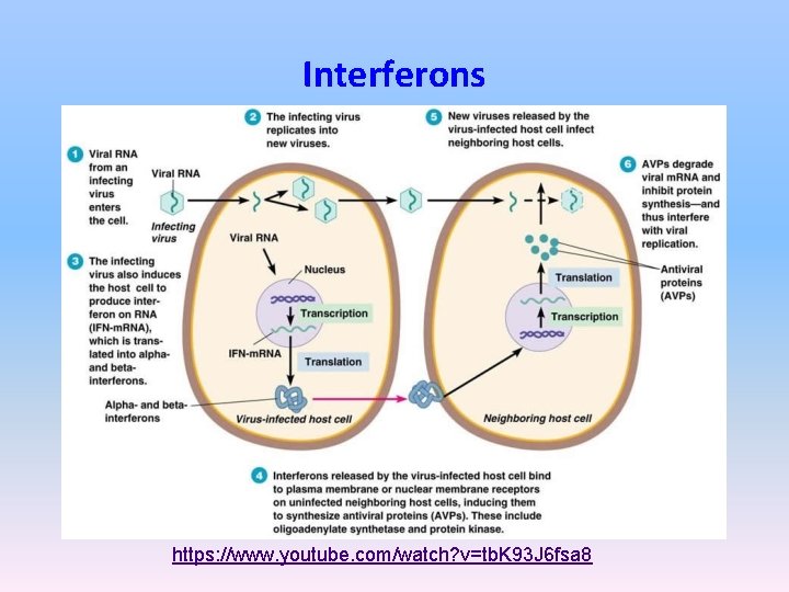 Interferons https: //www. youtube. com/watch? v=tb. K 93 J 6 fsa 8 