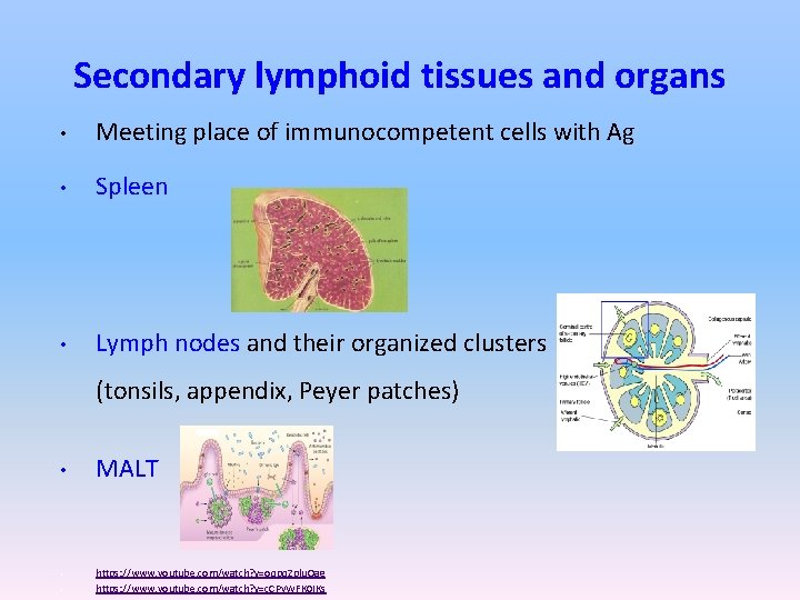 Secondary lymphoid tissues and organs • Meeting place of immunocompetent cells with Ag •