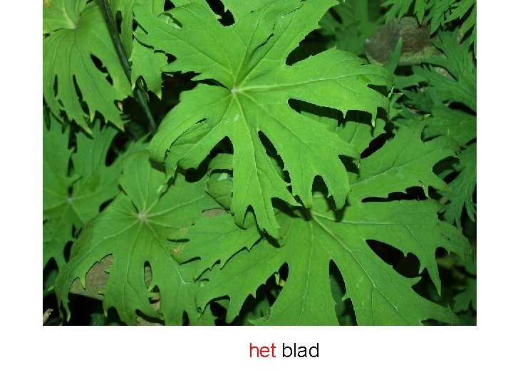 het blad 