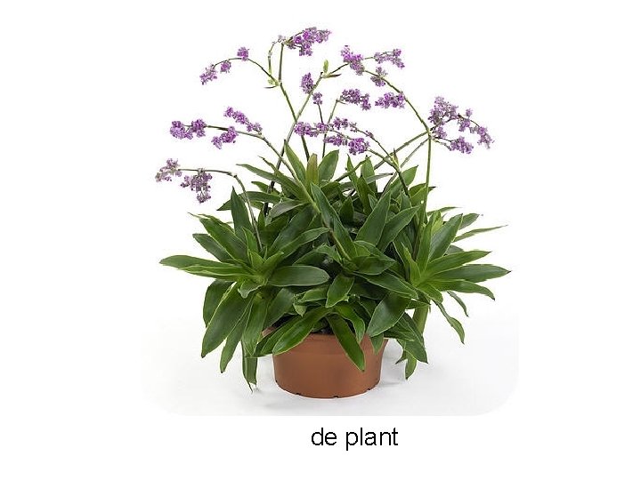 de plant 