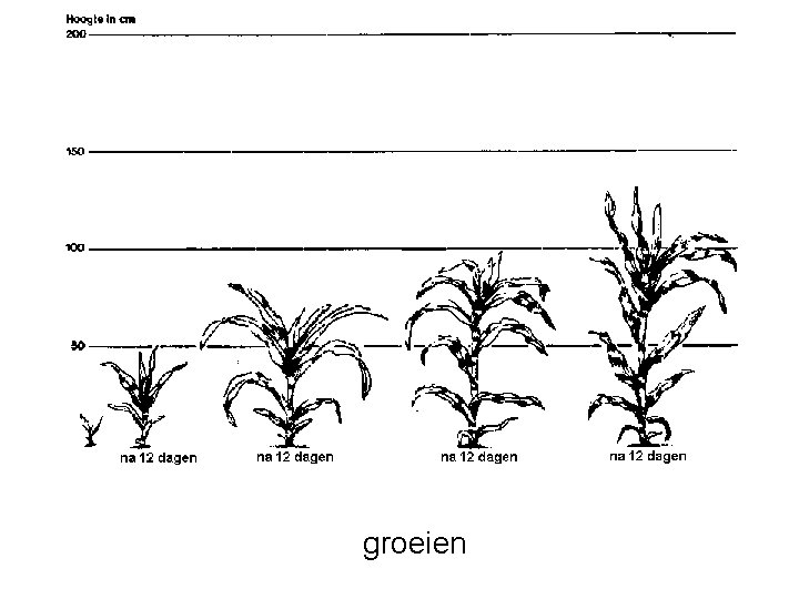 groeien 