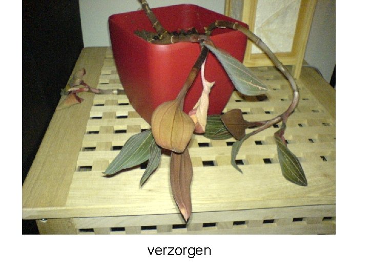 verzorgen 