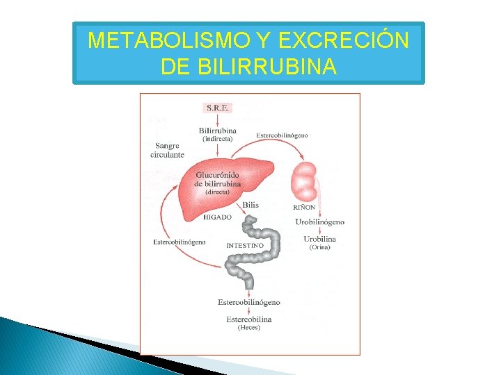 METABOLISMO Y EXCRECIÓN DE BILIRRUBINA METABOLISMO Y EXCRECIÓN DE BILIRRUBINA