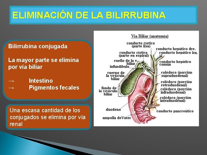 ELIMINACIÓN DE LA BILIRRUBINA Bilirrubina conjugada La mayor parte se elimina por vía biliar ELIMINACIÓN DE LA BILIRRUBINA Bilirrubina conjugada La mayor parte se elimina por vía biliar