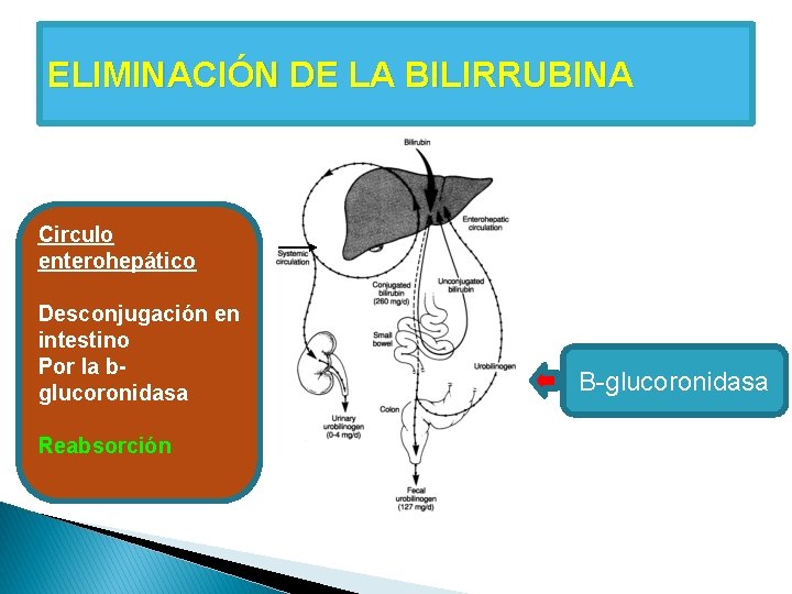 ELIMINACIÓN DE LA BILIRRUBINA Circulo enterohepático Desconjugación en intestino Por la bglucoronidasa Reabsorción B-glucoronidasa ELIMINACIÓN DE LA BILIRRUBINA Circulo enterohepático Desconjugación en intestino Por la bglucoronidasa Reabsorción B-glucoronidasa