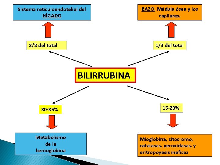 Sistema reticuloendotelial del HÍGADO 2/3 del total BAZO, Médula ósea y los capilares. 1/3 Sistema reticuloendotelial del HÍGADO 2/3 del total BAZO, Médula ósea y los capilares. 1/3