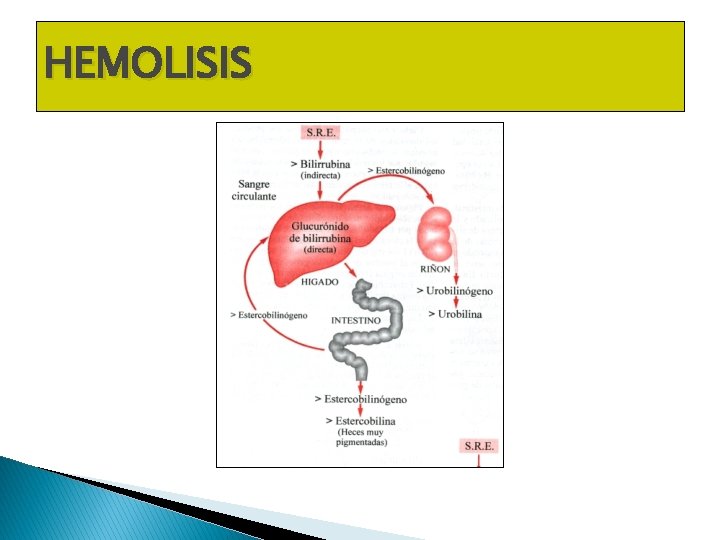 HEMOLISIS HEMOLISIS
