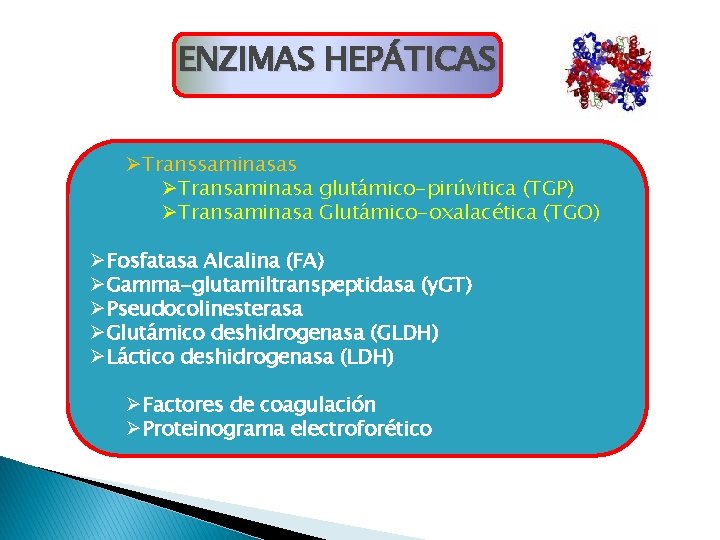 ENZIMAS HEPÁTICAS ØTranssaminasas ØTransaminasa glutámico-pirúvitica (TGP) ØTransaminasa Glutámico-oxalacética (TGO) ØFosfatasa Alcalina (FA) ØGamma-glutamiltranspeptidasa (y. ENZIMAS HEPÁTICAS ØTranssaminasas ØTransaminasa glutámico-pirúvitica (TGP) ØTransaminasa Glutámico-oxalacética (TGO) ØFosfatasa Alcalina (FA) ØGamma-glutamiltranspeptidasa (y.