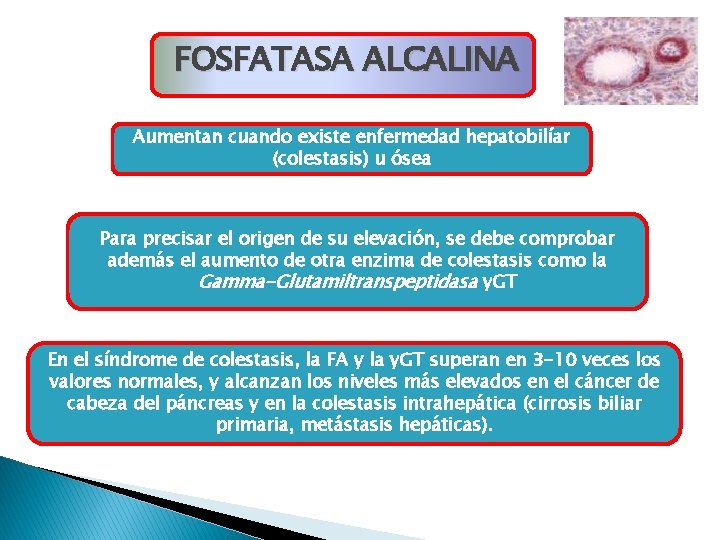 FOSFATASA ALCALINA Aumentan cuando existe enfermedad hepatobilíar (colestasis) u ósea Para precisar el origen FOSFATASA ALCALINA Aumentan cuando existe enfermedad hepatobilíar (colestasis) u ósea Para precisar el origen