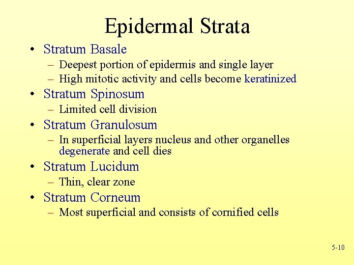 Epidermal Strata • Stratum Basale – Deepest portion of epidermis and single layer –