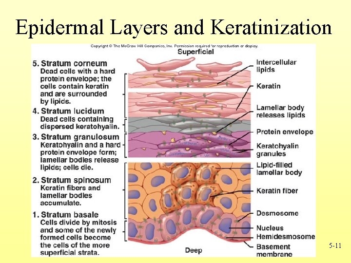 Epidermal Layers and Keratinization 5 -11 