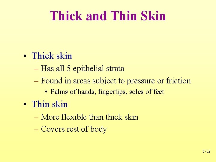 Thick and Thin Skin • Thick skin – Has all 5 epithelial strata –