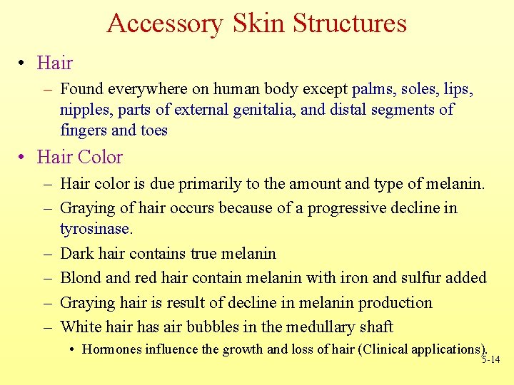 Accessory Skin Structures • Hair – Found everywhere on human body except palms, soles,