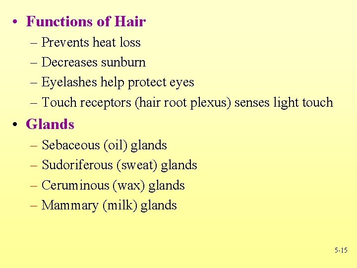  • Functions of Hair – Prevents heat loss – Decreases sunburn – Eyelashes