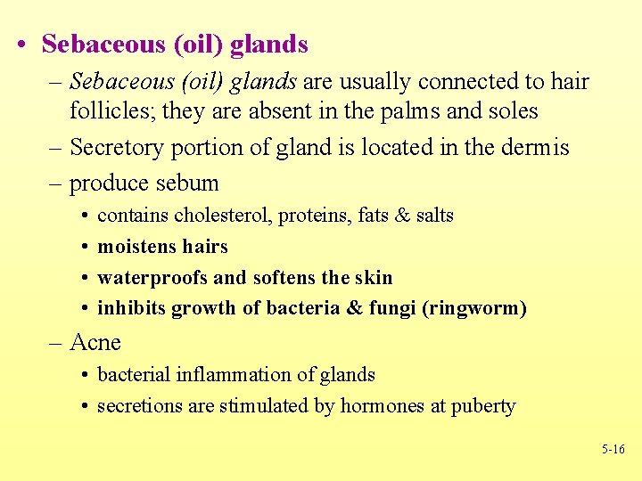  • Sebaceous (oil) glands – Sebaceous (oil) glands are usually connected to hair