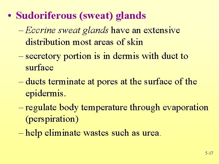  • Sudoriferous (sweat) glands – Eccrine sweat glands have an extensive distribution most