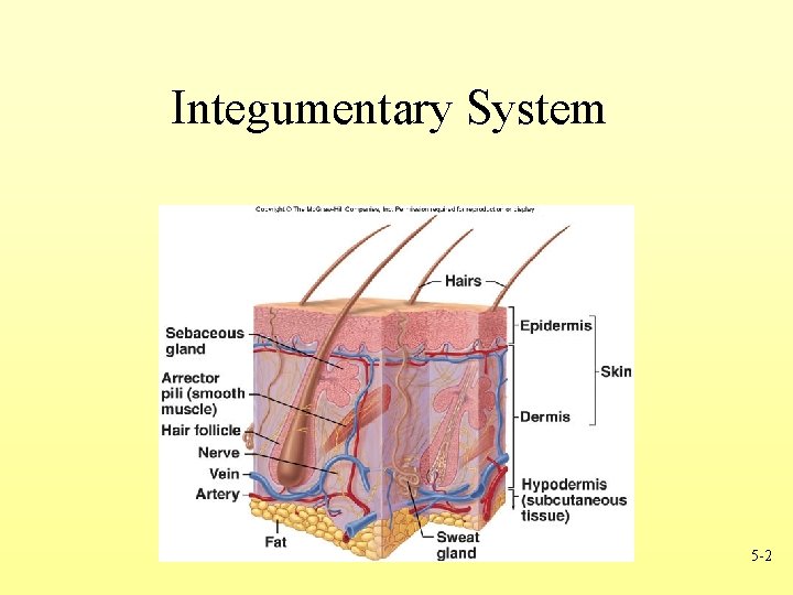 Integumentary System 5 -2 