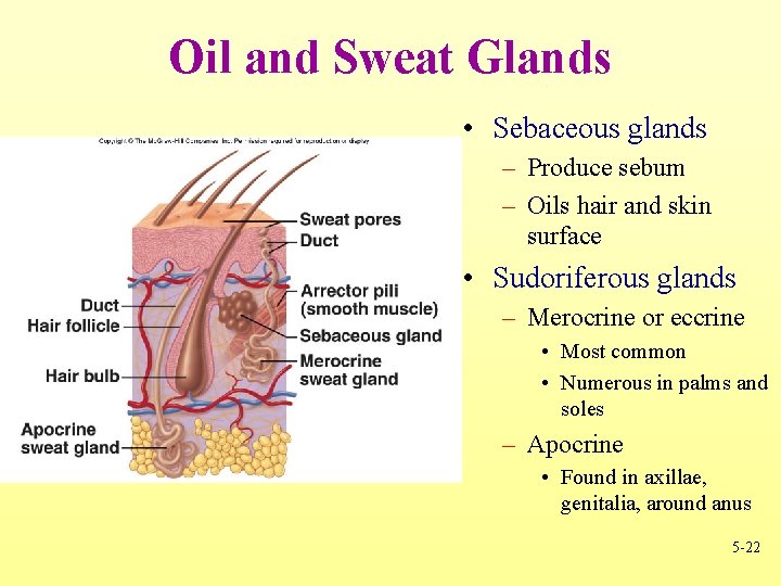 Oil and Sweat Glands • Sebaceous glands – Produce sebum – Oils hair and