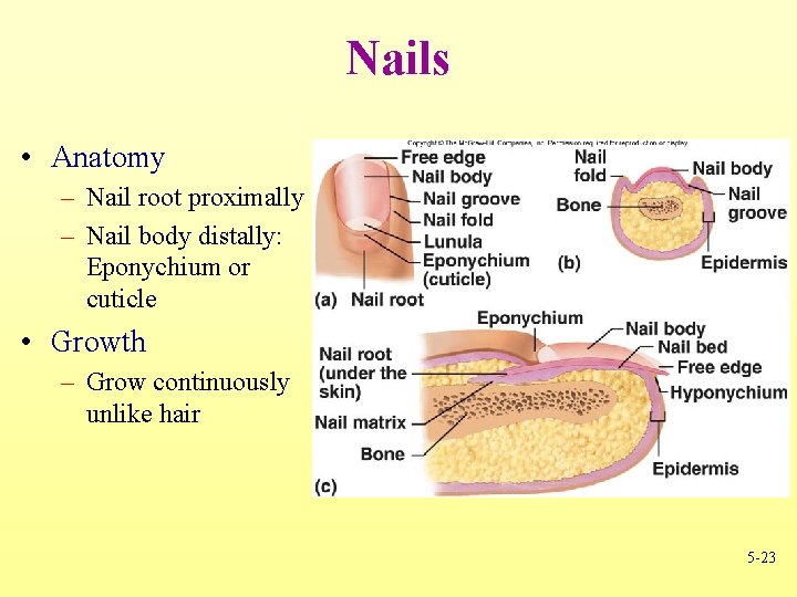 Nails • Anatomy – Nail root proximally – Nail body distally: Eponychium or cuticle