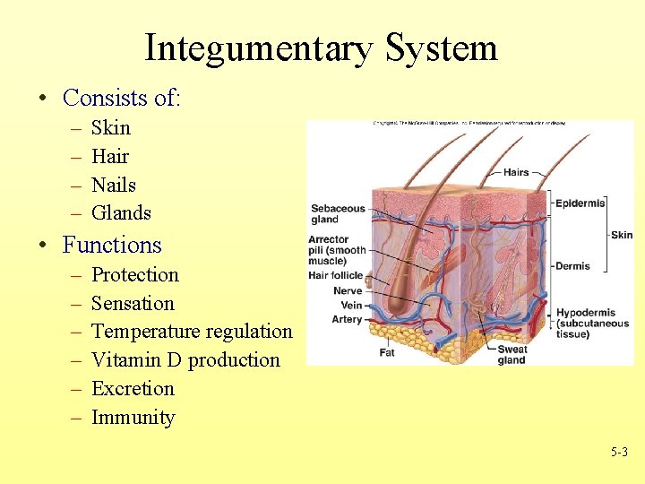 Integumentary System • Consists of: – – Skin Hair Nails Glands • Functions –