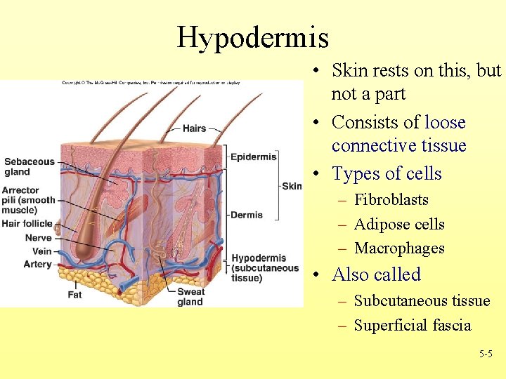 Hypodermis • Skin rests on this, but not a part • Consists of loose
