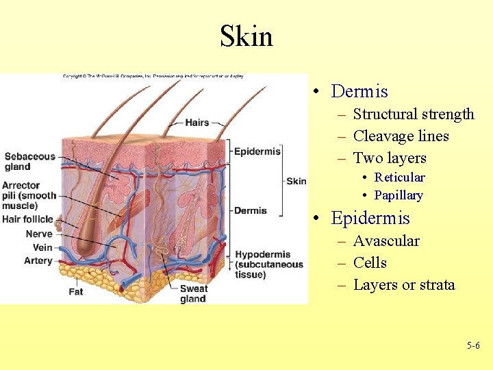 Skin • Dermis – Structural strength – Cleavage lines – Two layers • Reticular