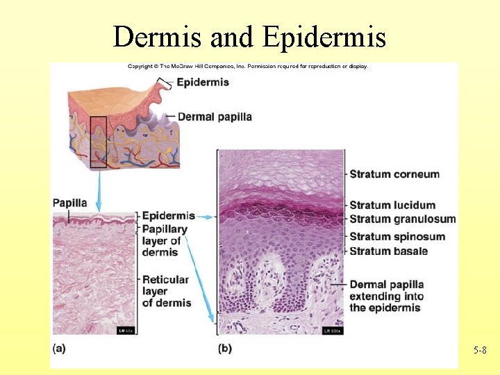 Dermis and Epidermis 5 -8 