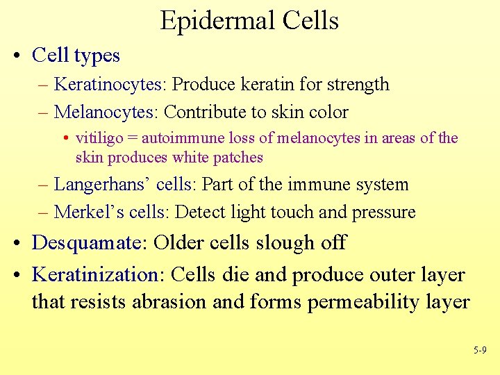 Epidermal Cells • Cell types – Keratinocytes: Produce keratin for strength – Melanocytes: Contribute