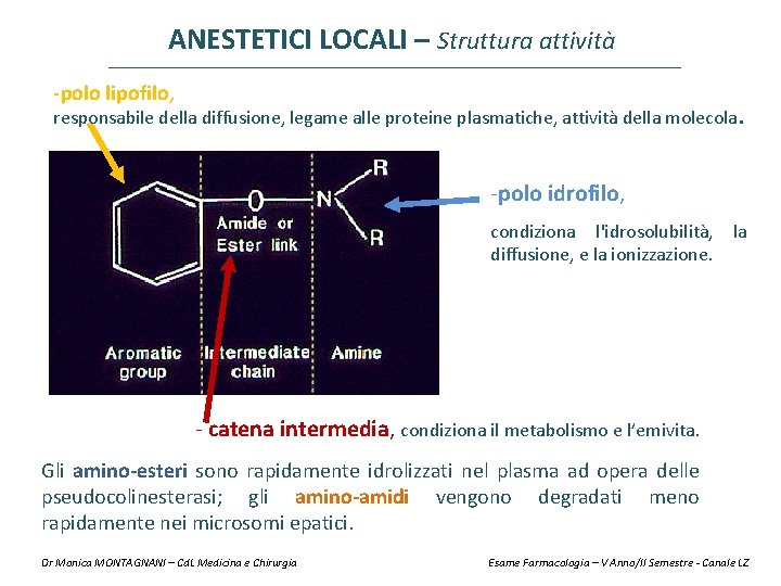 ANESTETICI LOCALI – Struttura attività -polo lipofilo, responsabile della diffusione, legame alle proteine plasmatiche,