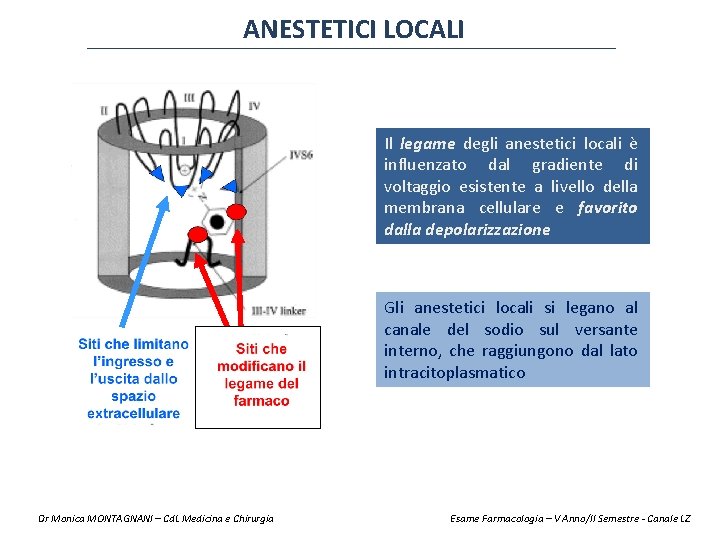 ANESTETICI LOCALI Il legame degli anestetici locali è influenzato dal gradiente di voltaggio esistente