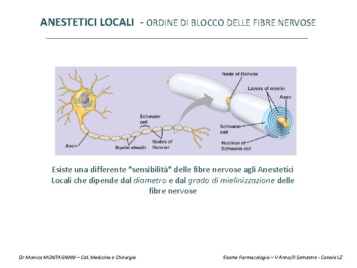 ANESTETICI LOCALI - ORDINE DI BLOCCO DELLE FIBRE NERVOSE Esiste una differente "sensibilità" delle