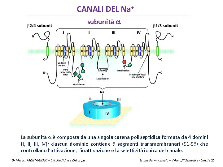 CANALI DEL Na+ subunità La subunità è composta da una singola catena polipeptidica formata