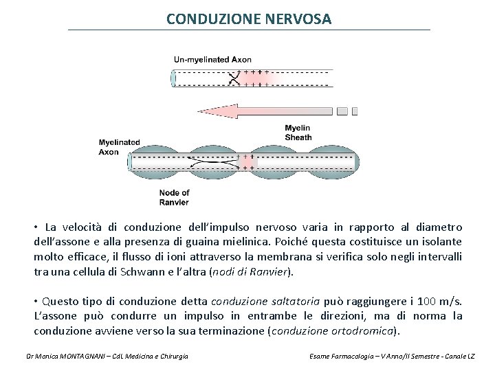 CONDUZIONE NERVOSA • La velocità di conduzione dell’impulso nervoso varia in rapporto al diametro