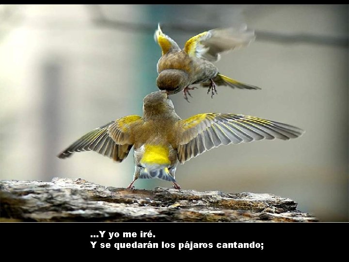 …Y yo me iré. Y se quedarán los pájaros cantando; 