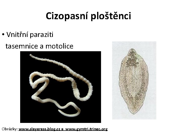 Cizopasní ploštěnci • Vnitřní paraziti tasemnice a motolice Obrázky: www. slayeress. blog. cz a