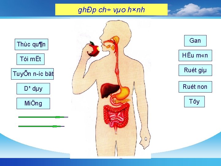 ghÐp ch÷ vµo h×nh Thùc qu¶n Tói mËt TuyÕn n íc bät Gan HËu