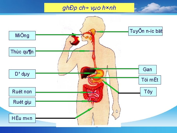 ghÐp ch÷ vµo h×nh MiÖng TuyÕn n íc bät Thùc qu¶n D¹ dµy Gan