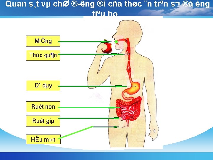 Quan s¸t vµ chØ ® êng ®i cña thøc ¨n trªn s¬ ®å èng