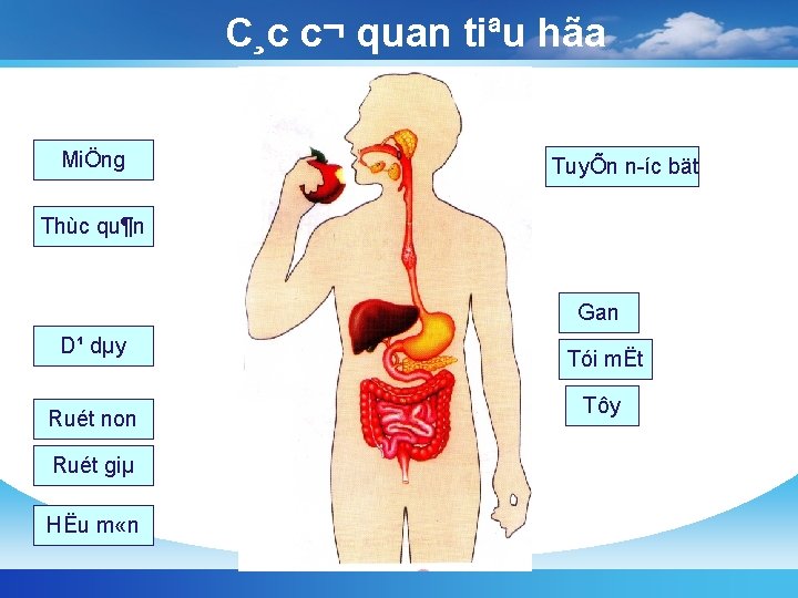 C¸c c¬ quan tiªu hãa MiÖng TuyÕn n íc bät Thùc qu¶n Gan D¹