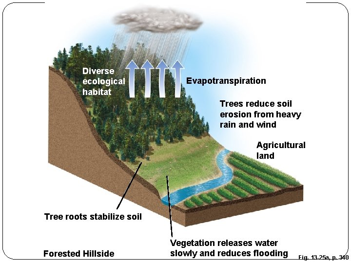 Diverse ecological habitat Evapotranspiration Trees reduce soil erosion from heavy rain and wind Agricultural