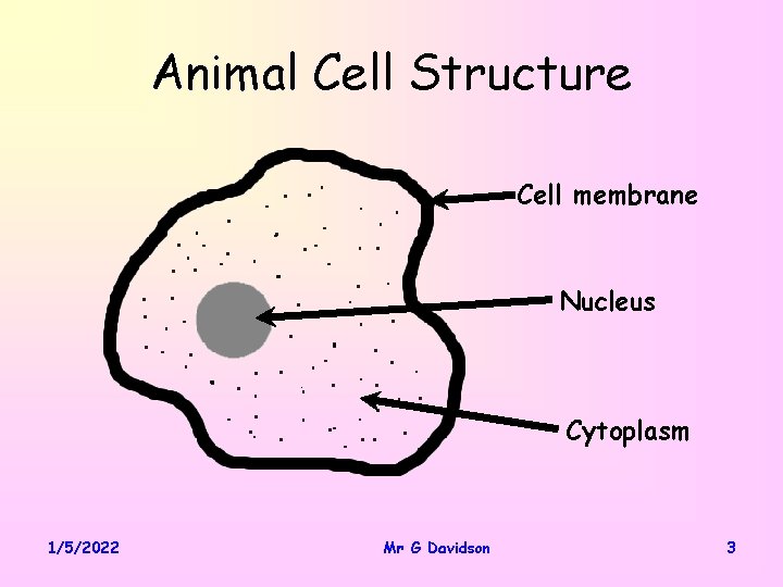 Animal Cell Structure Cell membrane Nucleus Cytoplasm 1/5/2022 Mr G Davidson 3 