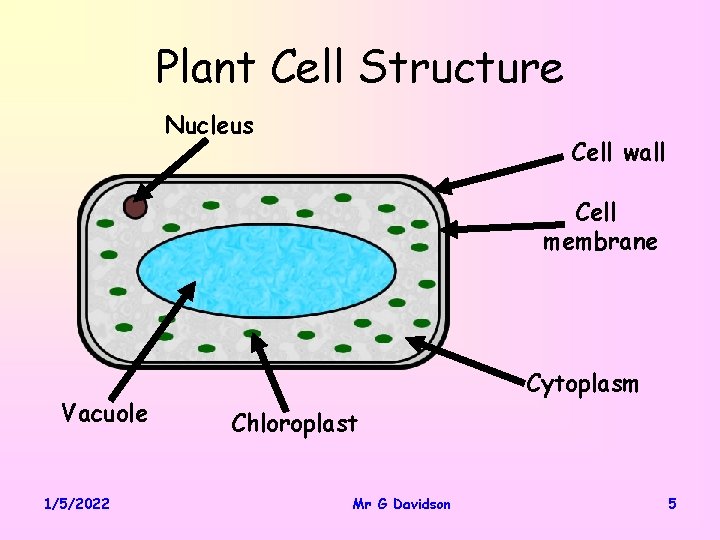 Plant Cell Structure Nucleus Cell wall Cell membrane Vacuole 1/5/2022 Cytoplasm Chloroplast Mr G