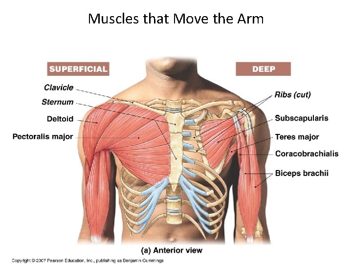 Muscles that Move the Arm 