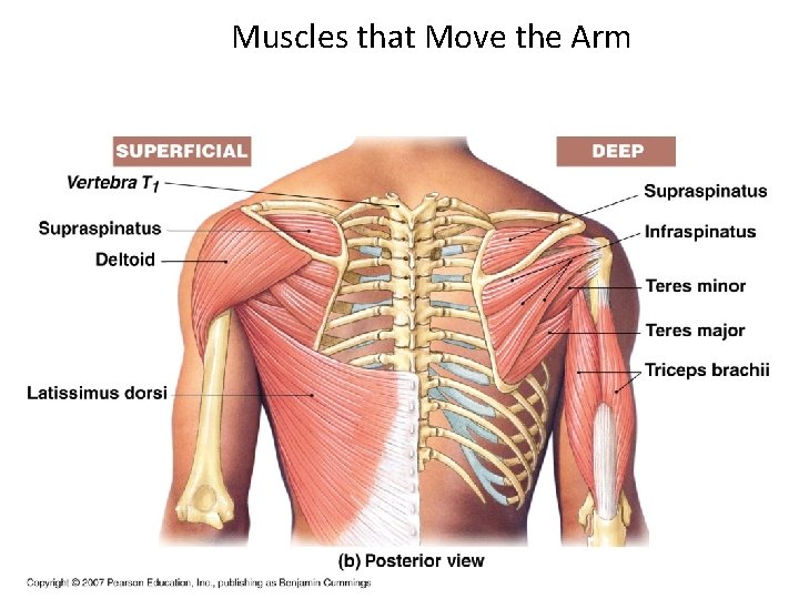 Muscles that Move the Arm 