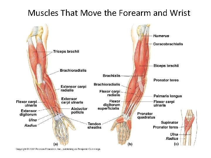 Muscles That Move the Forearm and Wrist 
