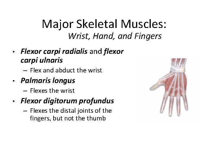 Major Skeletal Muscles: Wrist, Hand, and Fingers • Flexor carpi radialis and flexor carpi