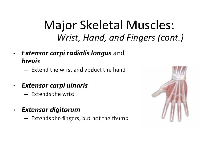 Major Skeletal Muscles: Wrist, Hand, and Fingers (cont. ) • Extensor carpi radialis longus