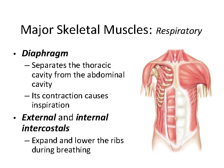 Major Skeletal Muscles: Respiratory • Diaphragm – Separates the thoracic cavity from the abdominal