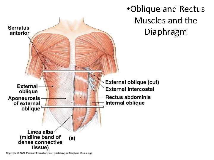  • Oblique and Rectus Muscles and the Diaphragm 
